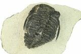 Bargain, Hollardops Trilobite Fossil - Ofaten, Morocco #287466-3